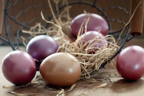 Œufs de poule Marans aux teintes pourpres et brunes, nichés dans un panier en paille sur fond de bois.