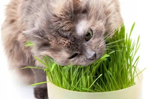 Czy koty mogą jeść owies? Bezpieczne sposoby na zdrową dietę kota