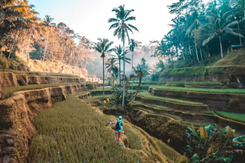 Wspaniałe tarasy ryżowe na Bali, idealne na niezapomniane wakacje. Turysta podziwia zieleń i palmy.