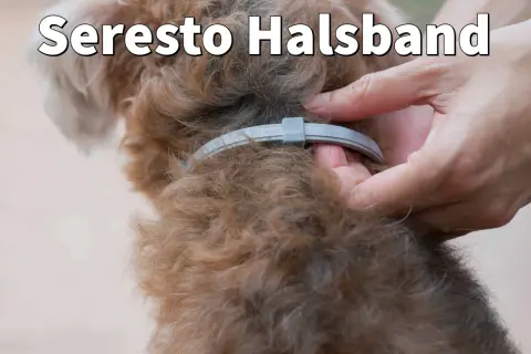 Ein Hund mit einem Seresto Halsband wird liebevoll gestreichelt.