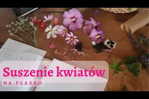 Jak suszyć kwiaty na płasko, aby uniknąć pleśni i zgnilizny