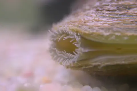 Extrémité d'une **anodonte chinoise** avec ses filaments délicats, posée sur un lit de sable fin.