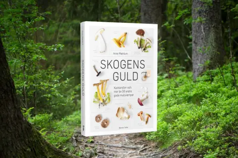 En bok om att plocka svamp, "Skogens Guld", visar olika matsvampar som kantareller. Perfekt för dig som vill lära dig mer om svamp.