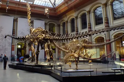 Szkielety dinozaurów w muzeum natury Berlin. Dwa ogromne szkielety dinozaurów, jeden z długą szyją, dominują w przestronnej sali.