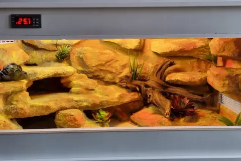 Ile kosztuje terrarium dla gekona? Zaskakujące ceny i opcje