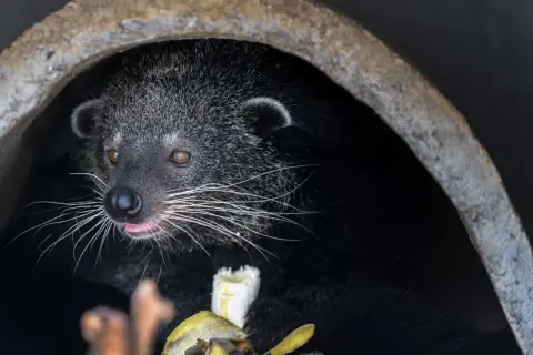 Urocze luwak zwierzę wychyla się z ciemnej nory, oblizując różowy język i jedząc banana.