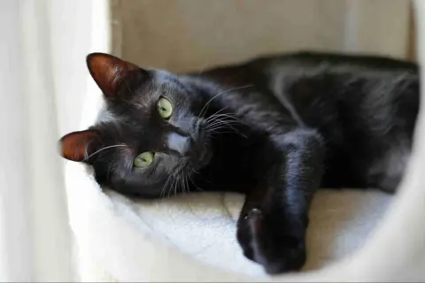 Gatto nero con occhi verdi sdraiato su una lettiera morbida, tra i vari tipi di lettiera per gatti, sceglie quella più comoda.