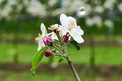 Un ramo di fiori di melo, con boccioli rosa e petali bianchi, annuncia che quando fiorisce il ciliegio, la primavera è arrivata.