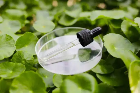 Kropla serum z wąkrotki azjatyckiej w szalkce Petriego, otoczona zielonymi liśćmi. Odkryj wąkrotka azjatycka właściwości.