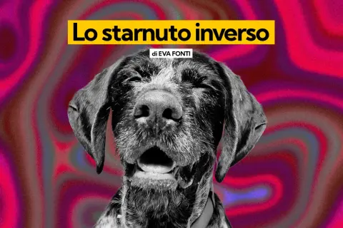 Un cane con espressione buffa, forse per uno starnuto inverso, su uno sfondo psichedelico rosa e viola.