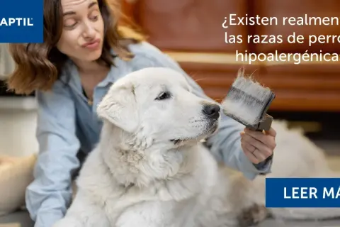 Una mujer cepilla a un perro blanco, preguntándose si existen realmente las razas de perros hipoalergénicos.