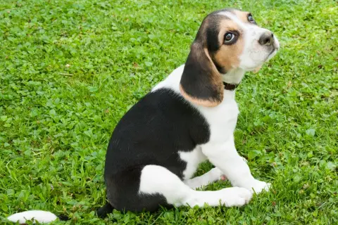 Jak wytresować beagle'a? Opanuj jego naturę i naucz posłuszeństwa