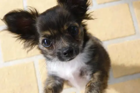 Un adorable chihuahua con pelos largos y orejas puntiagudas mira con curiosidad.
