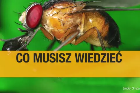Zbliżenie na muszkę owocówkę. Dowiedz się, jak się pozbyć tych uciążliwych owadów.