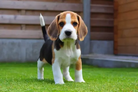 Szczeniak beagle, jeden z najłagodniejszych psów dla dziecka z włosami, stoi na trawie.