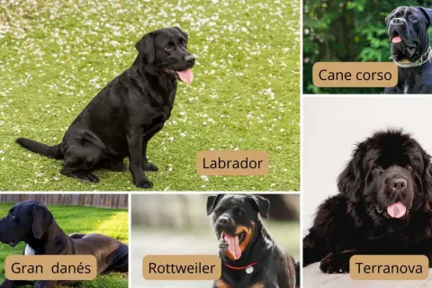 Un Labrador negro grande sentado en césped. Otros perros grandes: Cane Corso, Gran Danés, Rottweiler y Terranova.