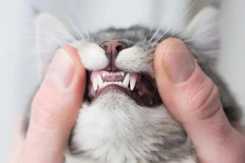 Garras afiladas y dientes de gato expuestos, un primer plano que podría ser un signo de rabia en gatos o simplemente una revisión dental.