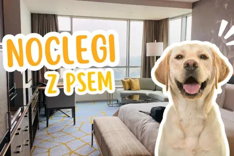 Pies w hotelu w Polsce? Sprawdź, jak zaplanować podróż bez stresu!