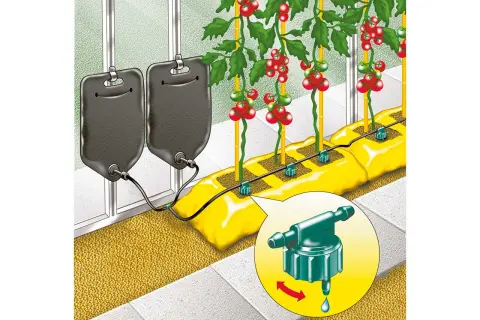 Tomater vattnas med ett smart bevattningssystem. Två stora dropp-påsar hänger redo att ge näring till plantorna.