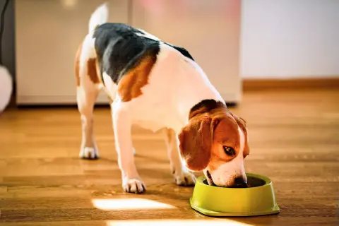 Beagle je z miskami, ale czy pies może jeść kminek? To pytanie nurtuje wielu właścicieli czworonogów.