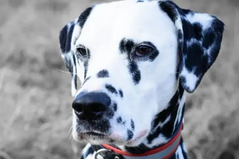 Obroża na kleszcze dla szczeniaka od kiedy? Dowiedz się, jak chronić pupila