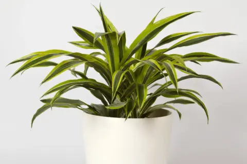 Dracena odmiany o długich, zielono-białych liściach, rosnąca w białej donicy.