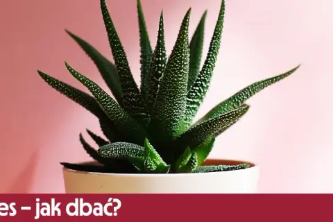 Jak przycinać aloes? Prosty przewodnik po zdrowej roślinie
