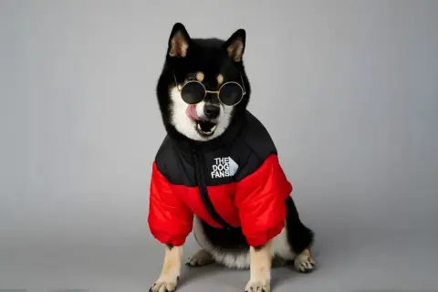 Un Shiba Inu noir et feu porte des lunettes de soleil rondes et un manteau pour gros chien rouge et noir.