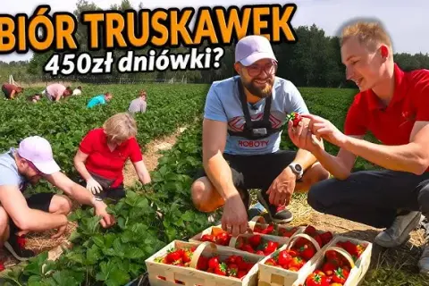 Ile można zarobić na truskawkach w Holandii? Zaskakujące stawki!
