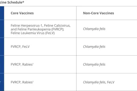 Table showing an example vaccine schedule for cats, detailing core vaccines like FVRCP and FeLV at different ages, from kittens to one-year boosters.