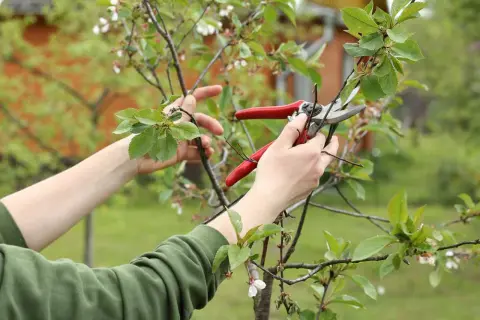 Hände mit roter Gartenschere schneiden Zweige eines jungen Kirschbaums. Der richtige Schnitt ist wichtig für das gesunde Wachstum.