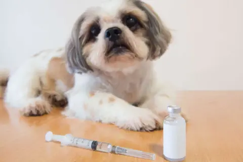 Ein süßer Hund liegt neben einer Spritze und einer Ampulle. Mögliche Diabetes Hund Symptome können hier behandelt werden.
