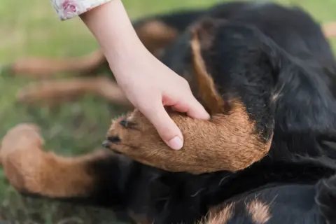 Ein Hund hebt seine Pfote, als ob er humpelt. Eine Hand streichelt sanft sein Fell.