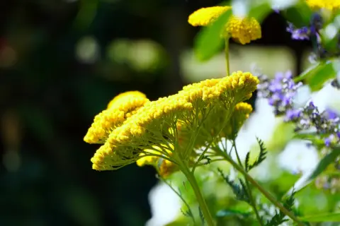 Gelbe Schafgarbe blüht, bekannt für ihre Wirkung auf Haare. Zarte Blüten im Sonnenlicht.