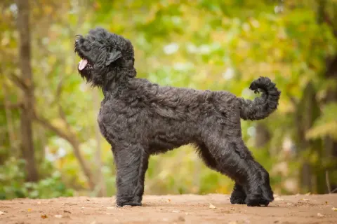 Ein schwarzer russischer Terrier mit lockigem Fell steht im Profil auf sandigem Boden. Sein Maul ist leicht geöffnet, die Zunge hängt heraus.