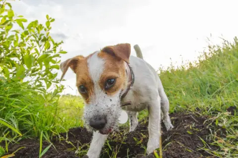 Piesek Jack Russell Terrier z nosem w ziemi, jakby szukał skarbu. Jego pica jest widoczna na pyszczku.
