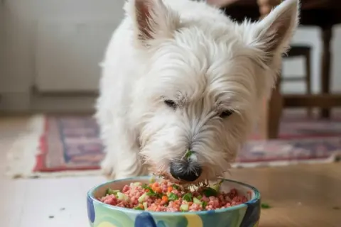 Perro blanco comiendo barf para perros con verduras picadas.