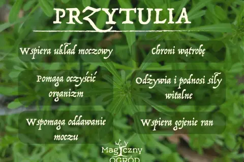 Przytulia czepna właściwości: wspiera układ moczowy, oczyszcza organizm, wspomaga oddawanie moczu, chroni wątrobę, odżywia i podnosi siły witalne, wspiera gojenie ran.