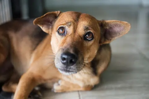 Ein brauner Hund liegt auf dem Boden, sein Blick ist nach oben gerichtet. Er scheint zu zittern, vielleicht weil er Angst hat oder weil er beim Einatmen zittert.