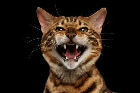 A Bengal cat hisses, showing sharp teeth and a pink tongue. This is why do cats hiss: a warning when they feel threatened or scared.