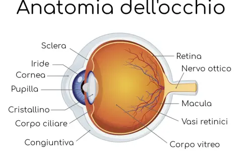 Sezione anatomica dell'occhio, evidenzia il nervo ottico. Informazioni sui rimedi per il nervo ottico danneggiato.