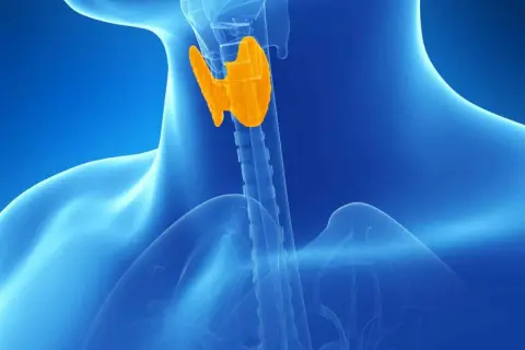 Gekleurde anatomische weergave van de schildklier, die een rol speelt bij subklinische hypothyreoïdie ervaringen.