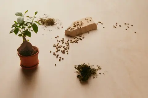 Kleiner Baum in Topf, daneben Kaffeebohnen und Moos. Die **Ginseng Wirkung Haut** ist bekannt für ihre verjüngenden Eigenschaften.