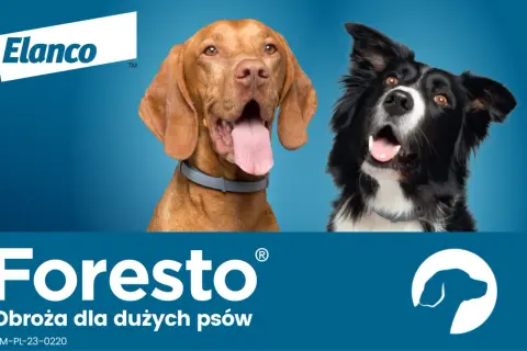 Obroża Foresto czy tabletki - co wybrać dla swojego psa?