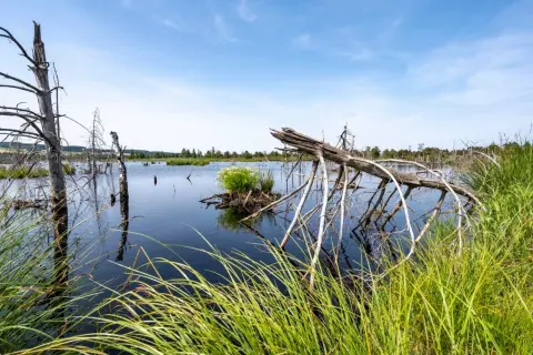 Totes Holz ragt aus dem dunklen Wasser des Wurzacher Rieds. Gräser säumen das Ufer unter blauem Himmel.