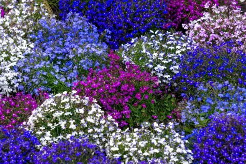 Lobelia z czym łączyć? W tej kompozycji pięknie prezentuje się z innymi odmianami lobelii w odcieniach bieli, fioletu i różnych niebieskości.