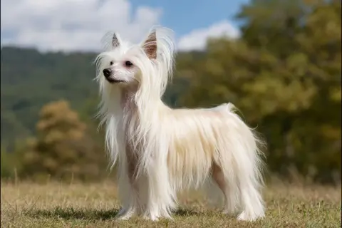 En elegant kinesisk nakenhund med lång, vit päls står i gräset.
