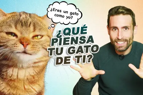 Qué piensan los gatos sobre nosotros y su relación con los humanos