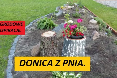 Stary pień? Zrób z niego kwietnik! Poradnik DIY krok po kroku
