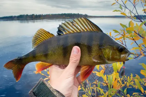 Ein Angler hält einen prächtigen 60 cm Barsch vor einem ruhigen See und herbstlichem Ufer.